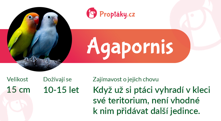 Agapornis_medailonek